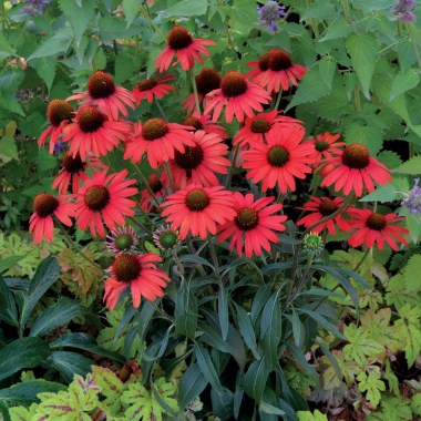 coneflower-dixie-scarlet-x2600-24-3echinacea hot lava